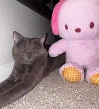 Mr. Whiskers - Photo 3