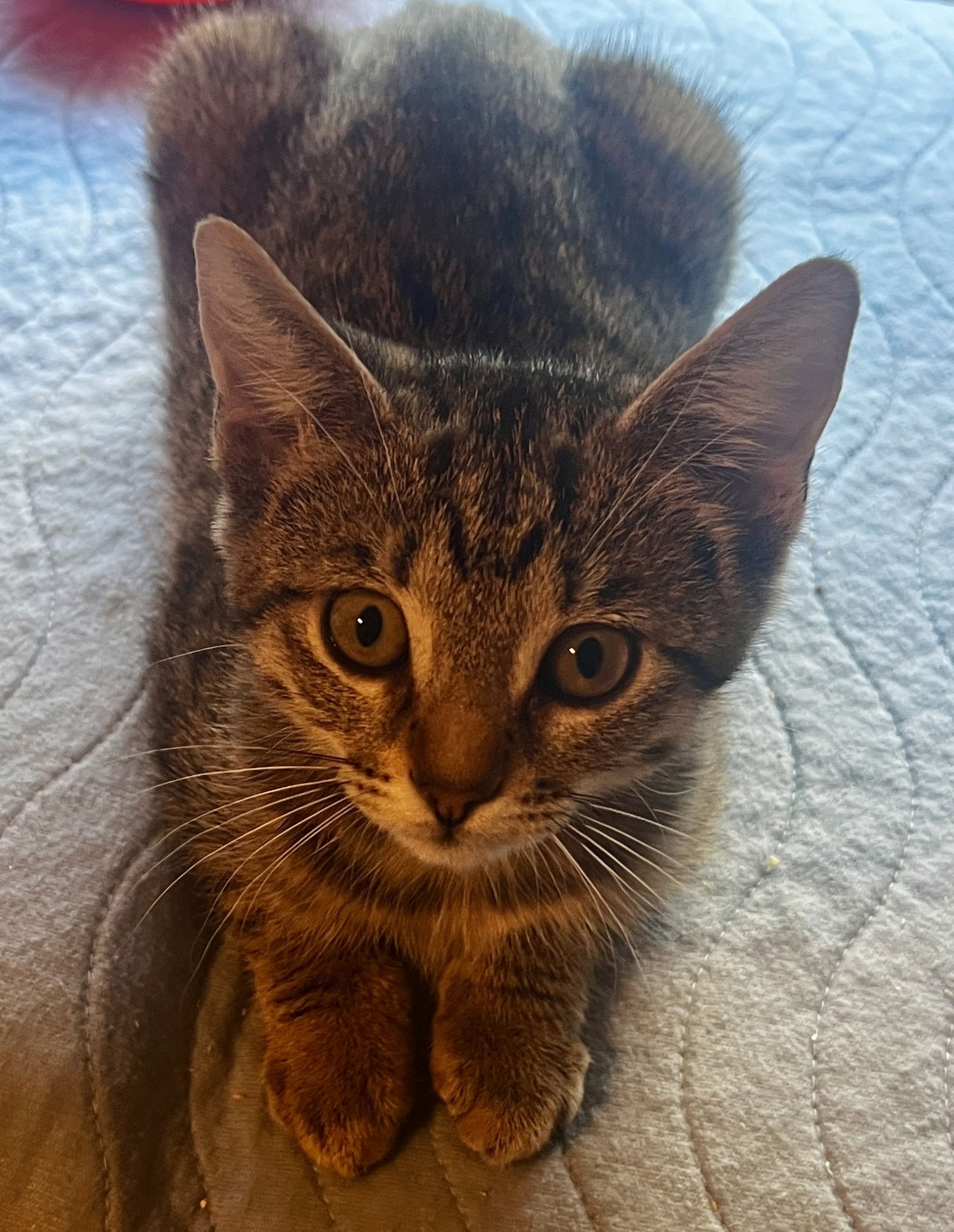 DASHER - Tabby available for adoption