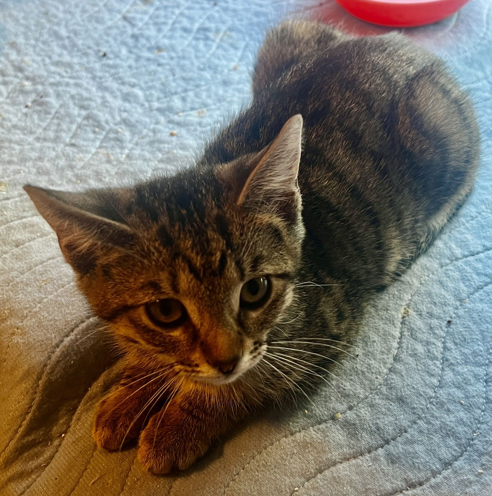 DASHER - Tabby available for adoption