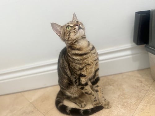 PARIS - Domestic Short Hair for adoption in Boynton Beach