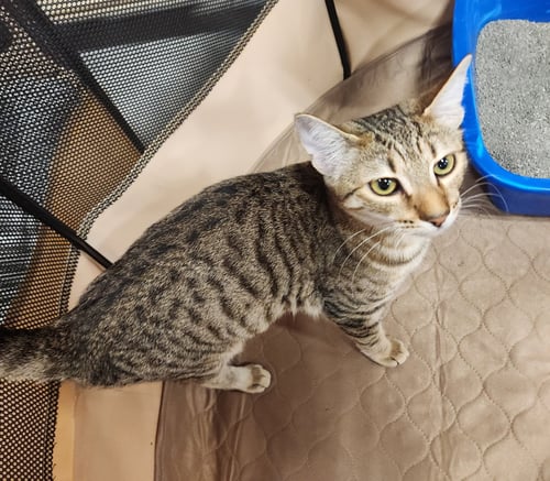 CRICKET - Domestic Short Hair for adoption in Boynton Beach