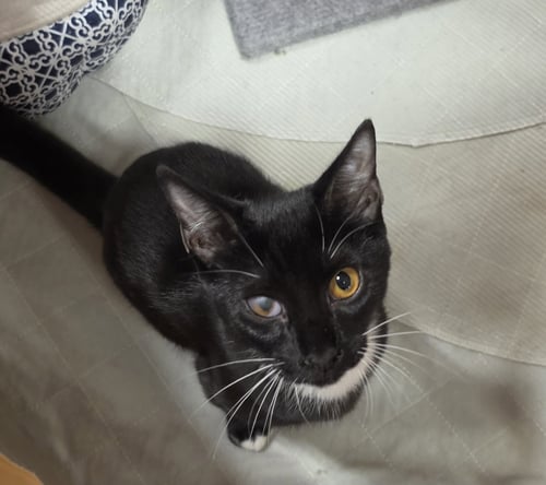DAKOTA - Tuxedo available for adoption