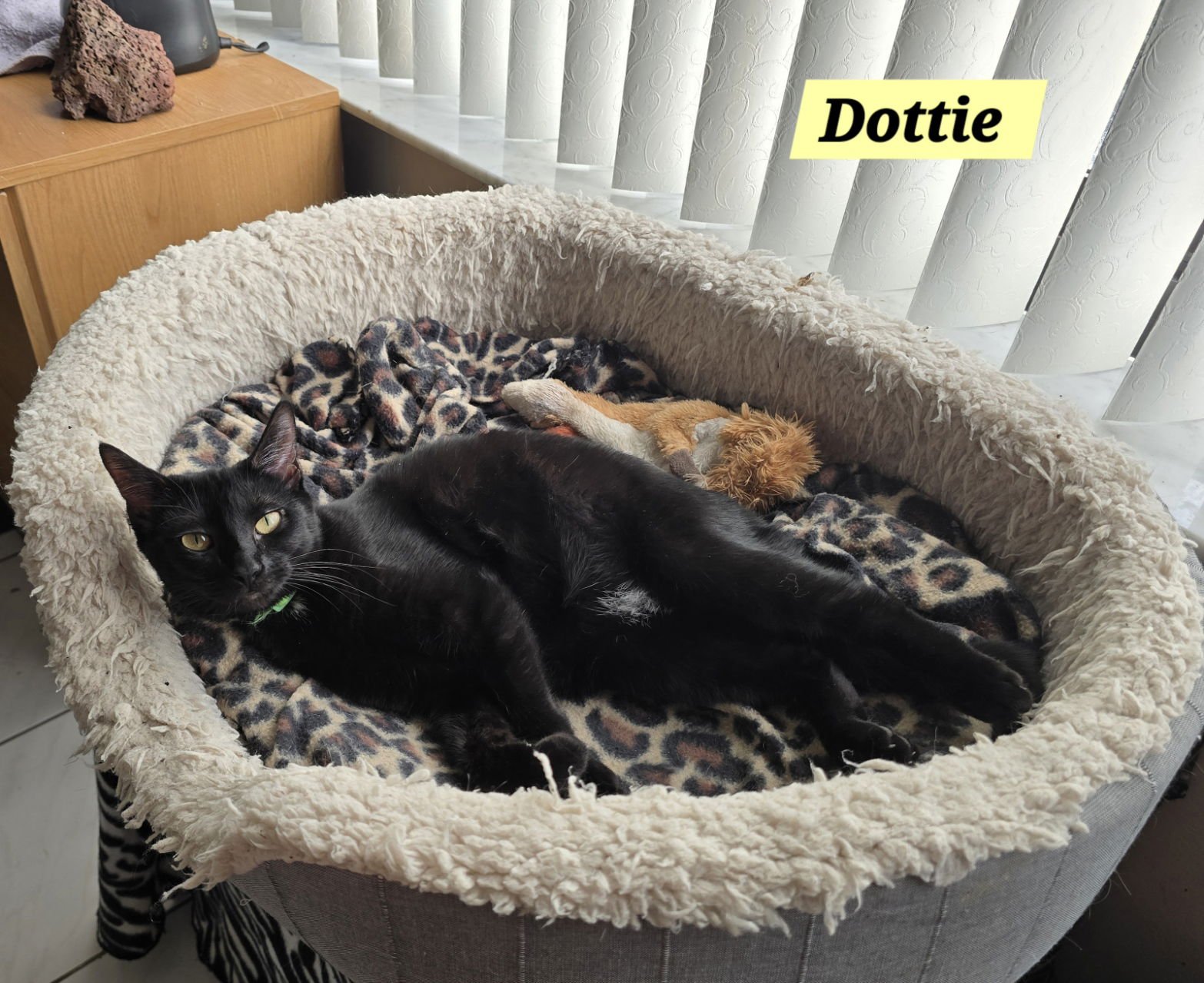 DOTTIE - Domestic Short Hair available for adoption