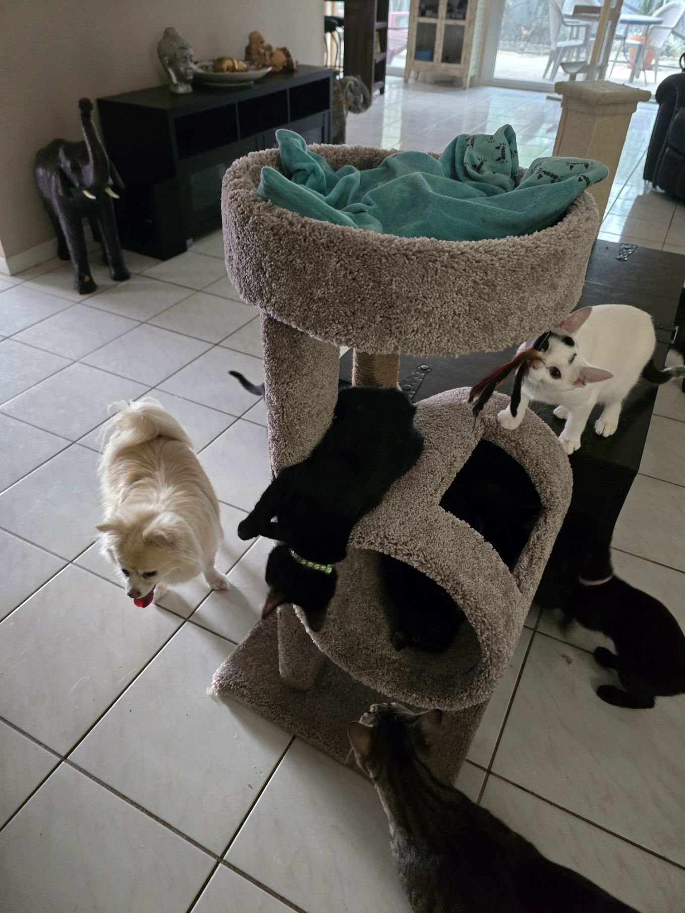 DOTTIE - Domestic Short Hair available for adoption