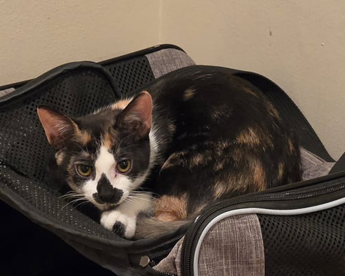 DANA - Calico available for adoption