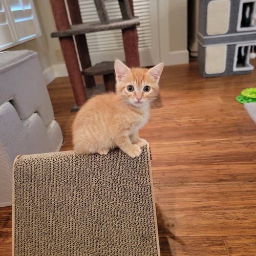 FLYNN