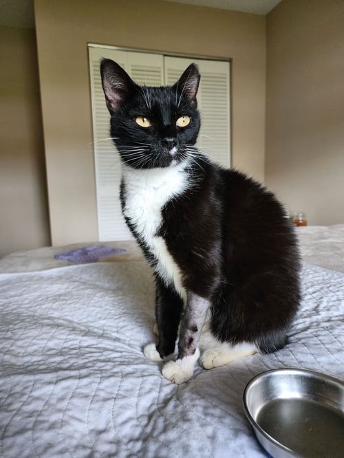 MIA - Tuxedo available for adoption