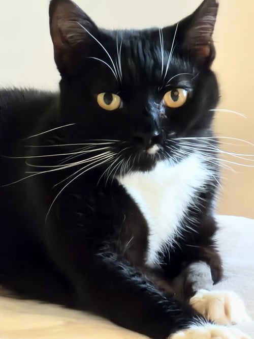 MIA - Tuxedo available for adoption