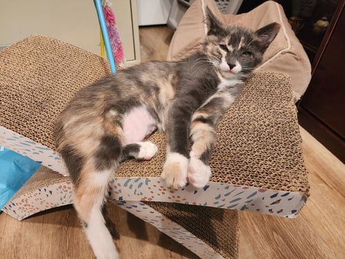 PAGE - Calico for adoption in Boynton Beach