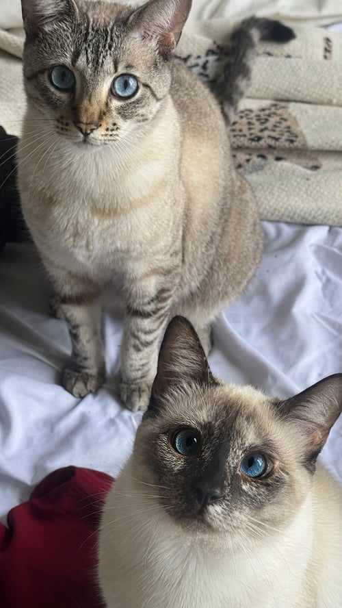 MILAN - Siamese available for adoption