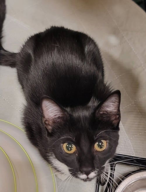 JUNIPER - Domestic Short Hair for adoption in Boynton Beach