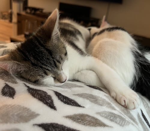 MARLA - Domestic Short Hair for adoption in Boynton Beach