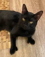 TIPPY TOES - Domestic Short Hair available for adoption