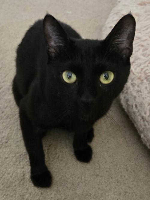 ISABELLE - Domestic Short Hair available for adoption