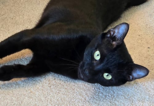 ISABELLE - Domestic Short Hair for adoption in Boynton Beach