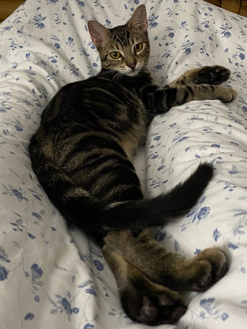 SALLY - Domestic Short Hair available for adoption