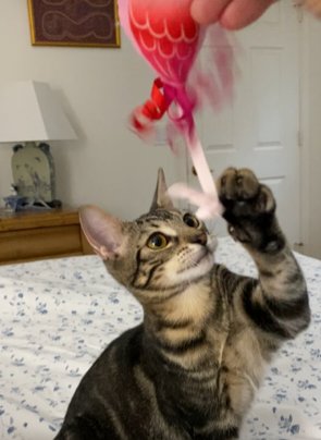 SALLY - Domestic Short Hair available for adoption