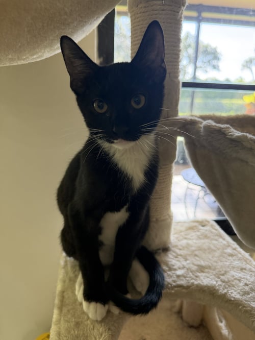 BOWIE - Domestic Short Hair for adoption in Boynton Beach