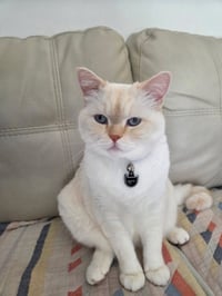 Azul - Photo 2