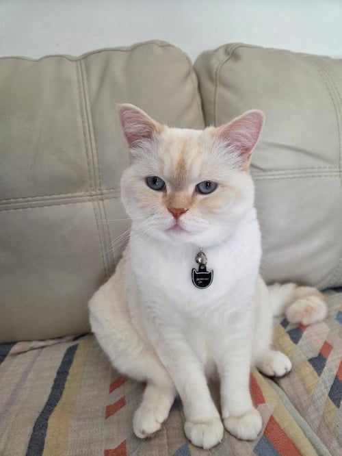 AZUL - Scottish Straight available for adoption
