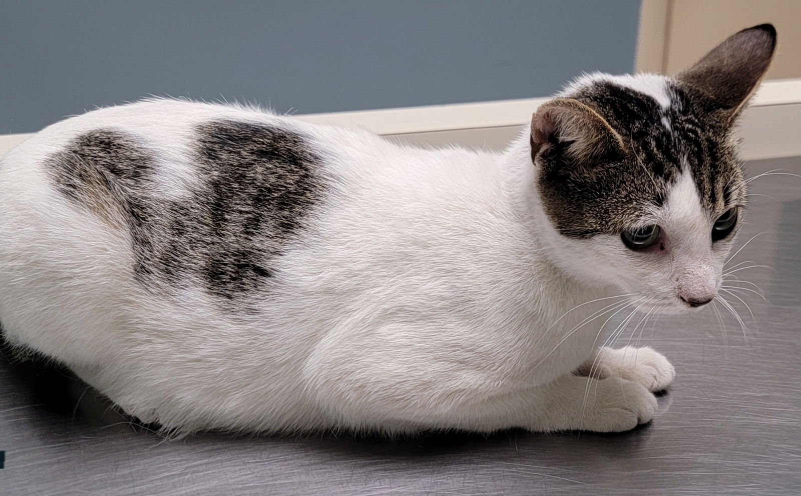 SWEETIE - Domestic Short Hair for adoption in Boynton Beach