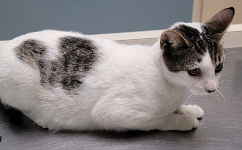 SWEETIE - Domestic Short Hair for adoption in Boynton Beach