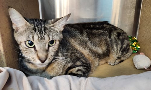 MONICA - Tabby for adoption in Boynton Beach