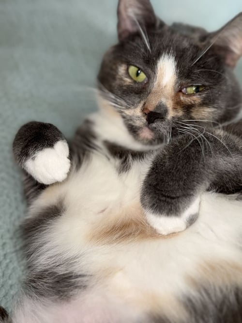 HELEN - Tortoiseshell for adoption in Boynton Beach