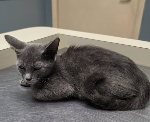 DUKCE - Russian Blue available for adoption