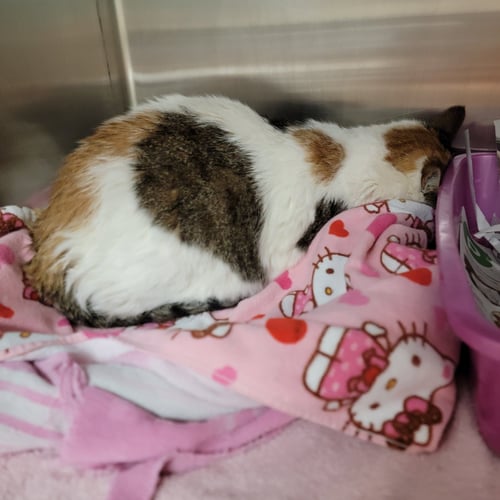 SHELLEY - Calico for adoption in Boynton Beach