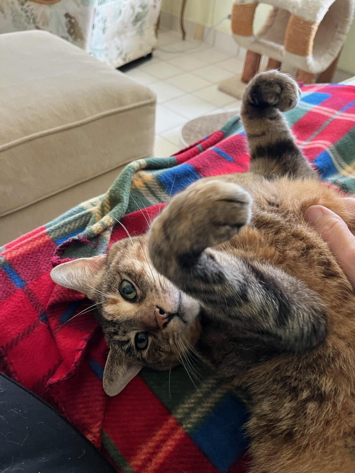 DARLA - Torbie available for adoption