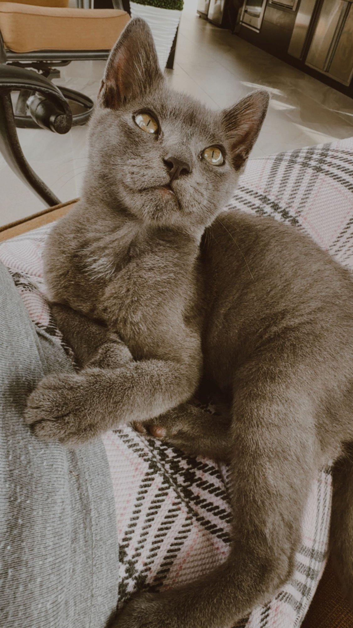 DIANA - Russian Blue available for adoption