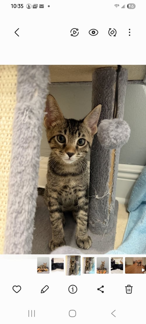 JUPITER - Domestic Short Hair for adoption in Boynton Beach