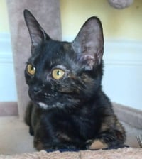 Nugget - Photo 2