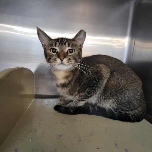 SERSEI - Domestic Short Hair for adoption in Boynton Beach