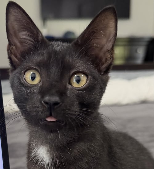 BONNIE - Domestic Short Hair for adoption in Boynton Beach
