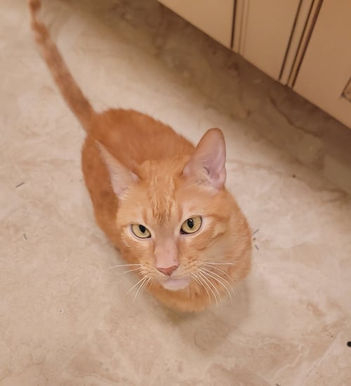 BOSLEY - Domestic Short Hair for adoption in Boynton Beach
