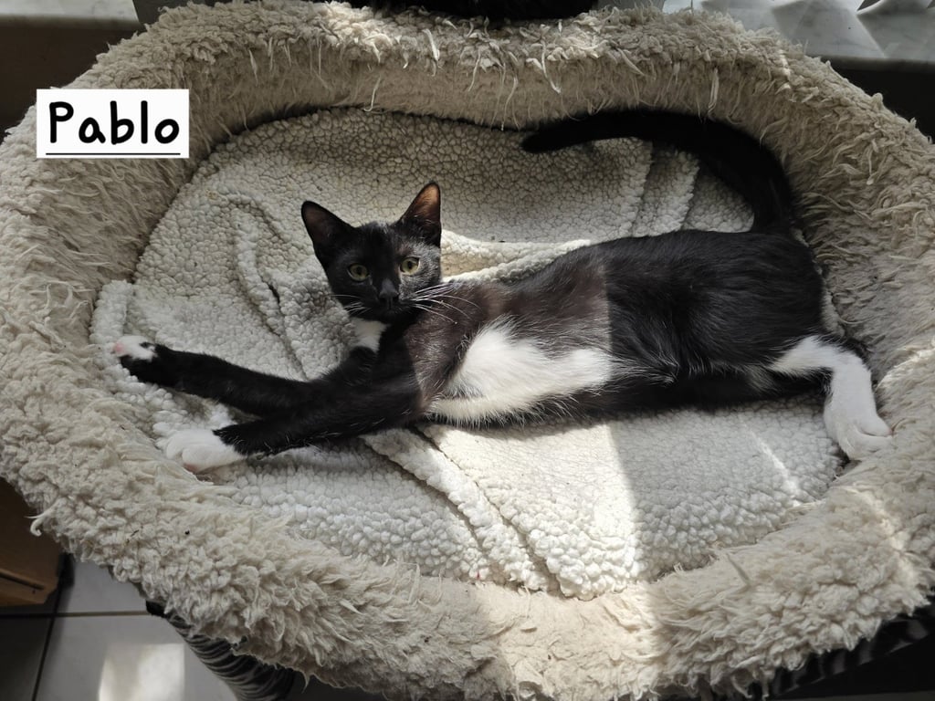 Pablo Image