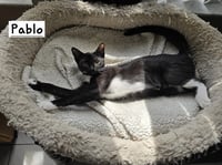 Pablo - Photo 1