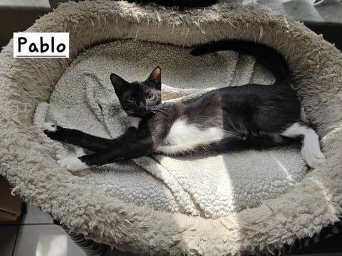 PABLO - Domestic Short Hair for adoption in Boynton Beach