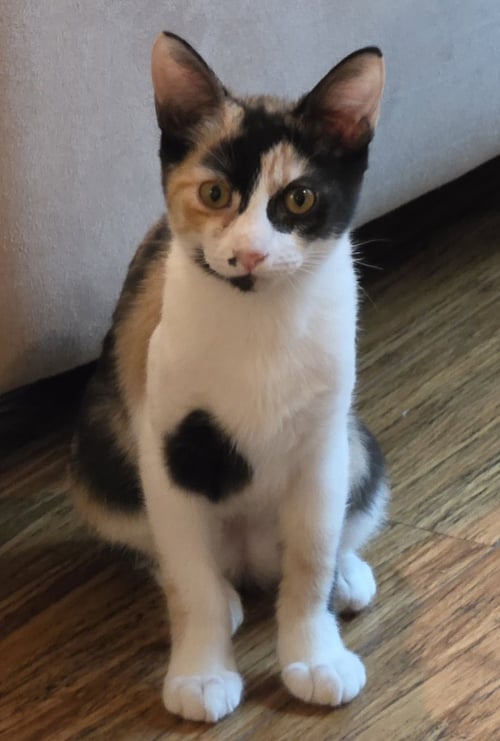 DAHLIA - Calico available for adoption