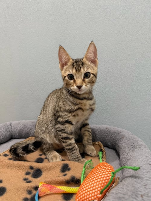 SATURNA - Domestic Short Hair for adoption in Boynton Beach