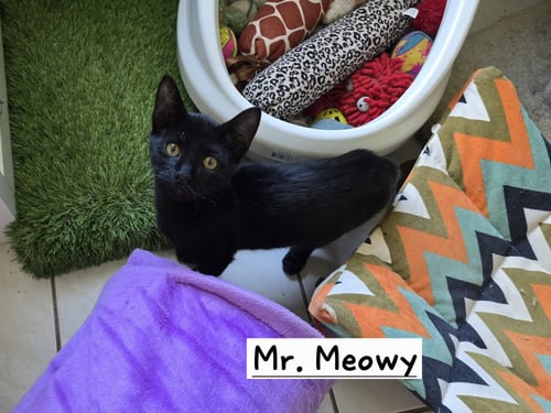 MR. MEOWY - Domestic Short Hair available for adoption