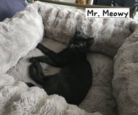 Mr. Meowy - Photo 2