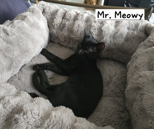 MR. MEOWY - Domestic Short Hair available for adoption