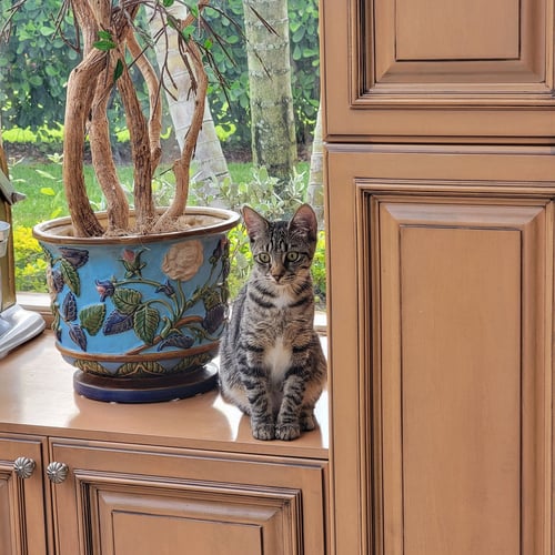 WALLIS - Tabby for adoption in Boynton Beach