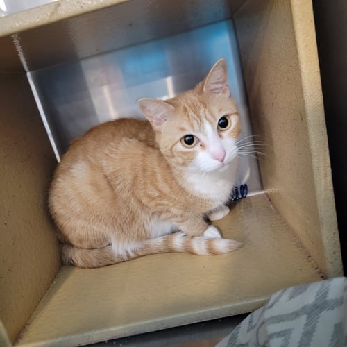 TOBI - Domestic Short Hair for adoption in Boynton Beach