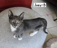 Joey-B - Photo 3