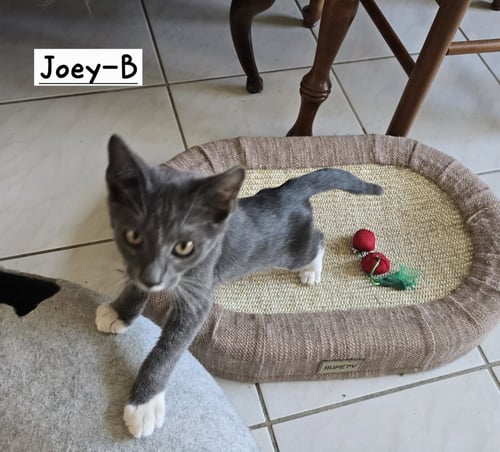 JOEY-B - Tuxedo available for adoption