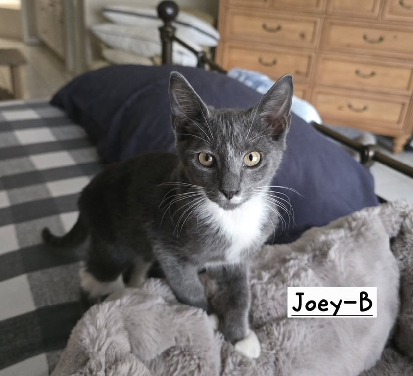 Joey-B Image